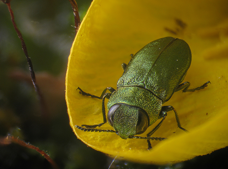 Buprestidae: Anthaxia nitidula? S.